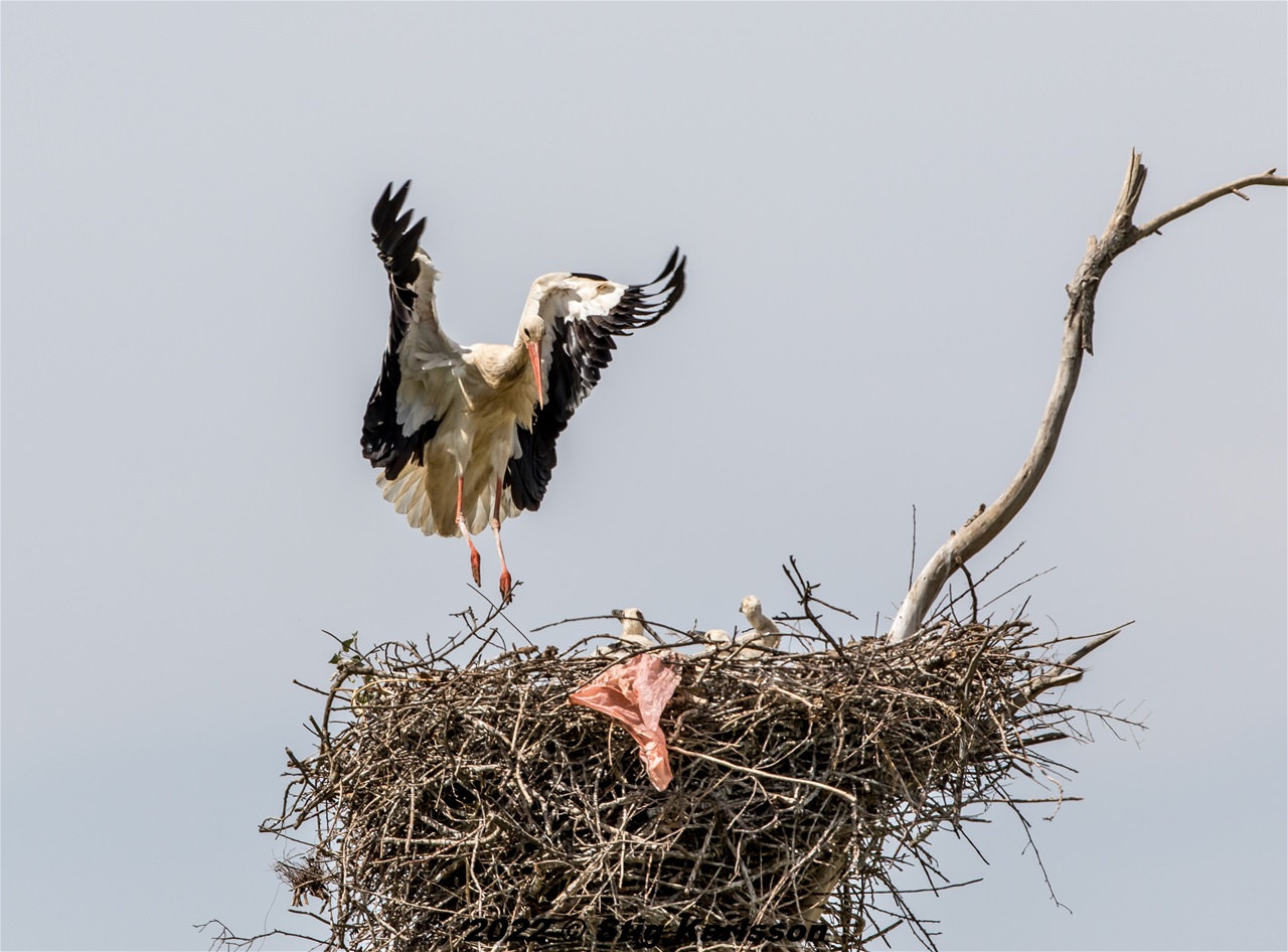 Vit stork landar på boet med mat till ungarna